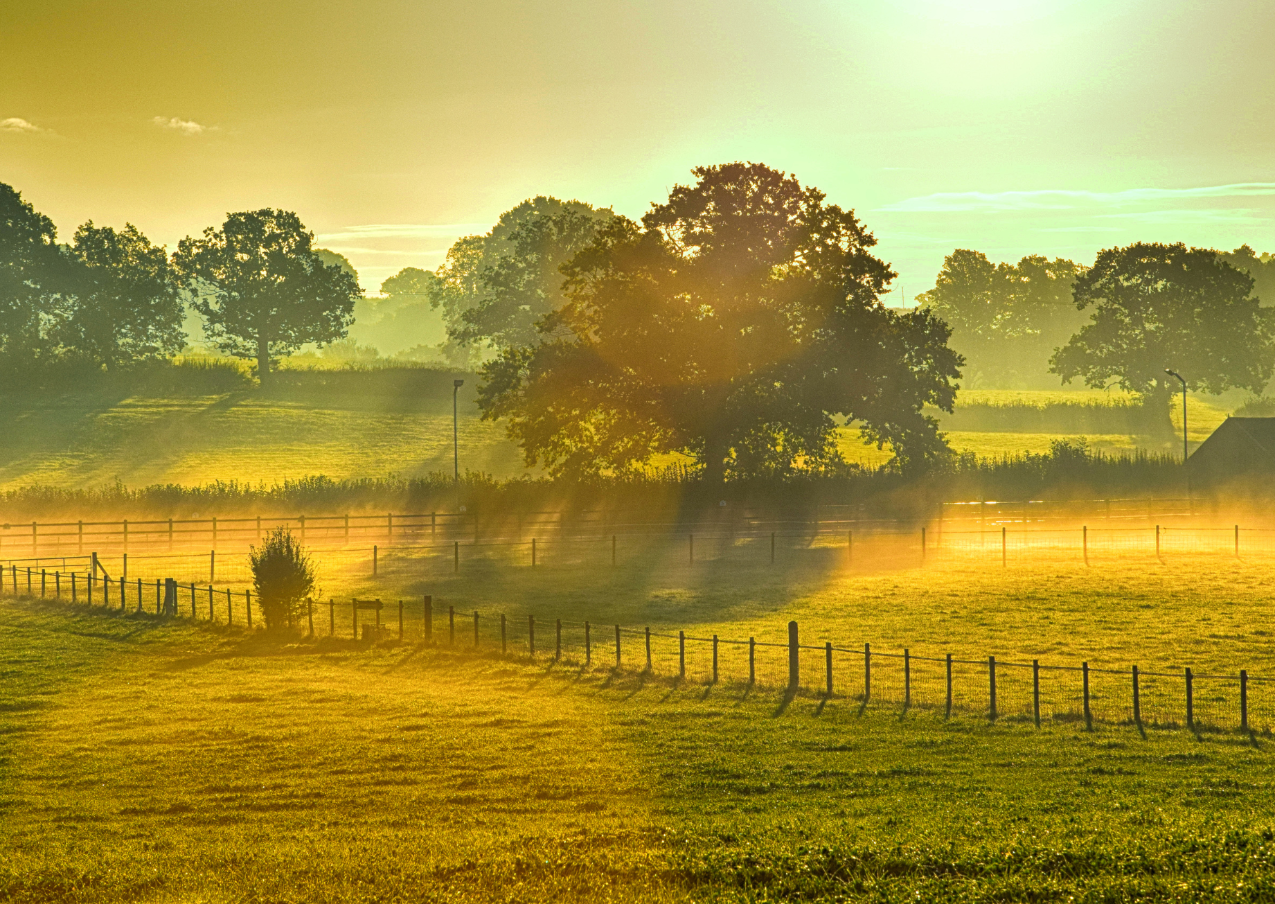 tree in countryside