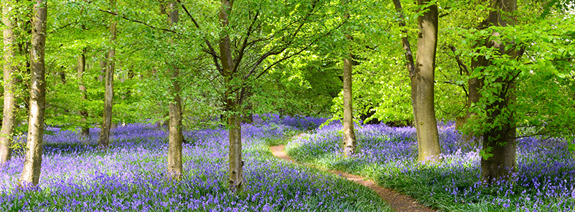 Kent countryside