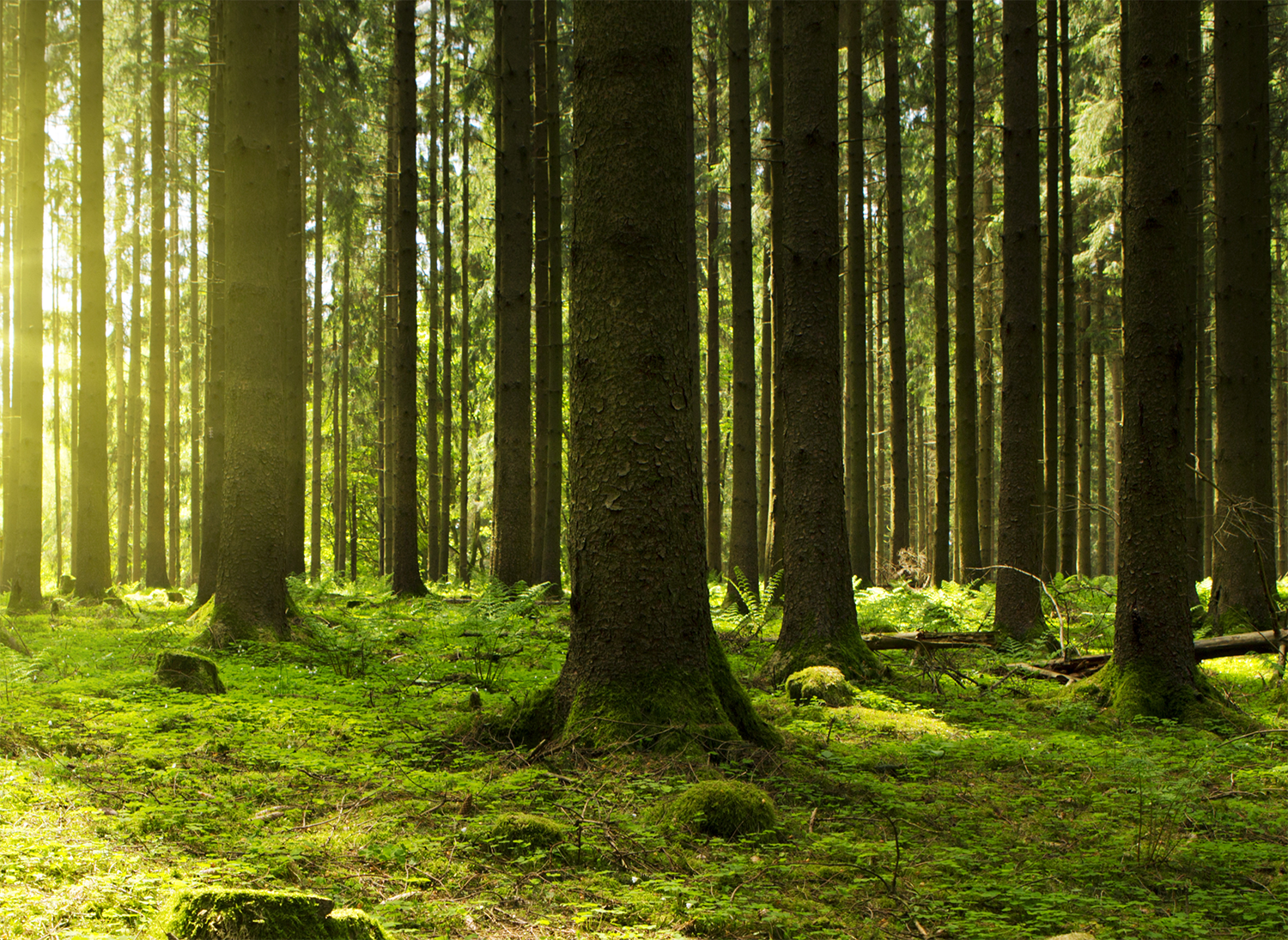 woodlands